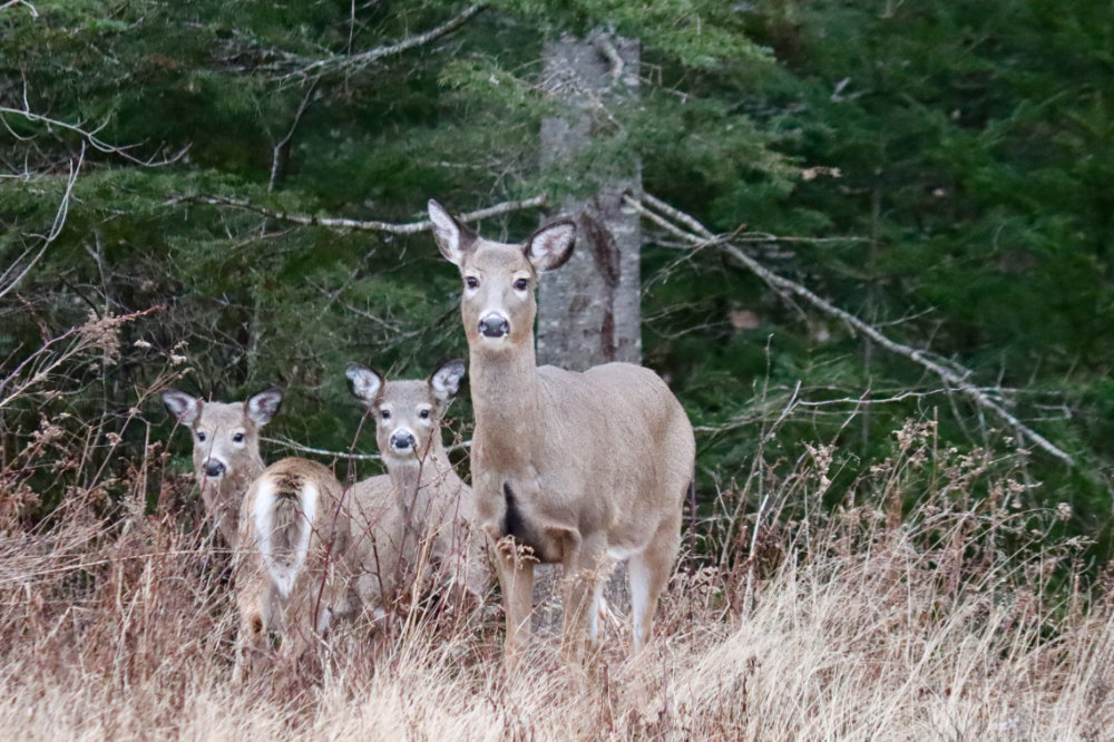 Deer Whispering