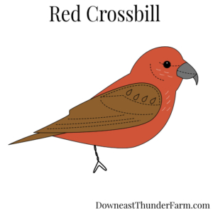 Red Crossbill Felt Kit