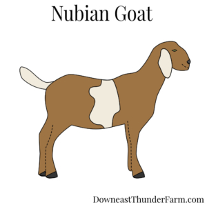Nubian Goat Kit