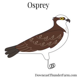 Osprey Felt Ornament Kit