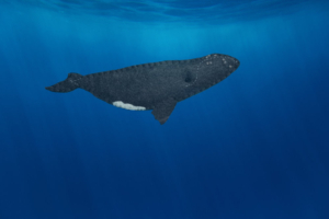 right whale felt pattern