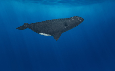 The Leisurely Right Whale