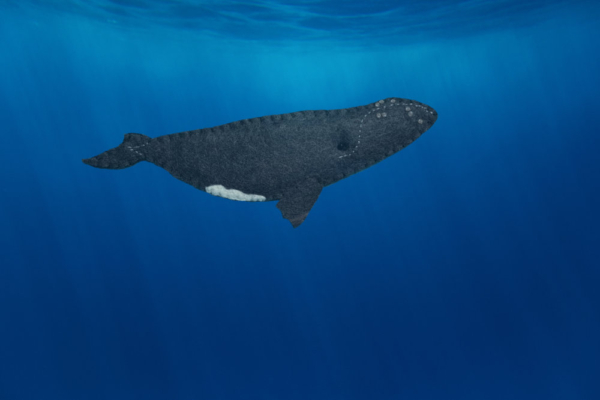 right whale felt pattern