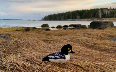 The Striking Barrow’s Goldeneye