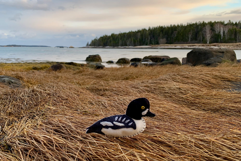 The Striking Barrow’s Goldeneye