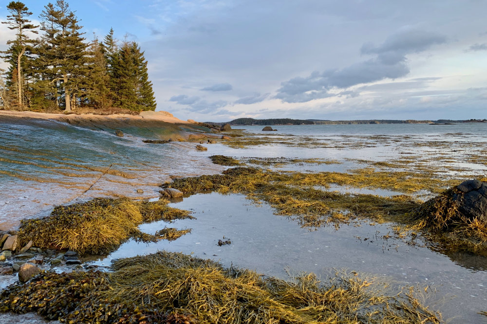 January Beach-combing