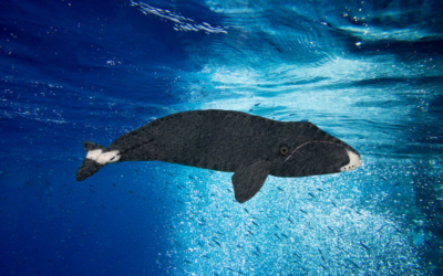 The Musical Bowhead Whale