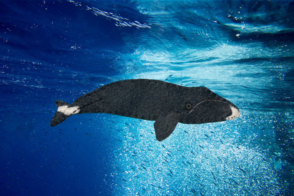 The Musical Bowhead Whale