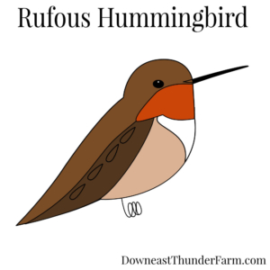 Rufous Hummingbird Kit