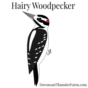 Hairy Woodpecker Felt Kit