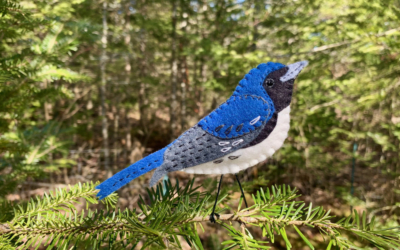 The Bustling Black-throated Blue Warbler