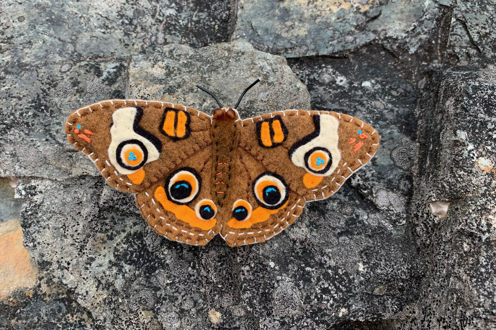 The Beautiful Buckeye Butterfly