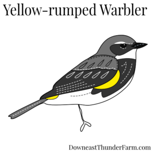 Yellow Rumped Warbler Felt Kit