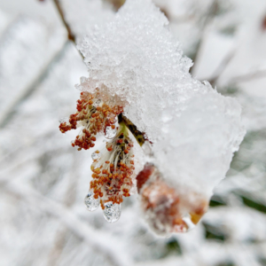 tree buds in snow