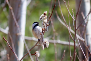 Chickadee with Quaking Aspen Flower