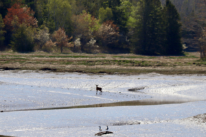 Deer in Mill River