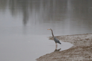 Great Blue Heron on Mill River in Maine