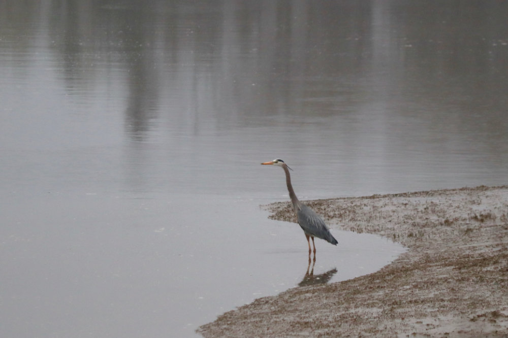 First Heron Sighting of the Season