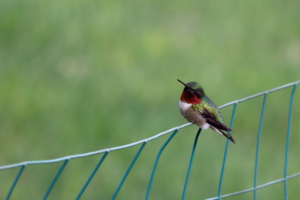 ruby-throated hummingbird in Maine