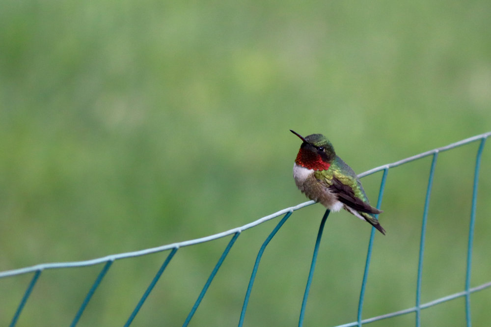 Return of the Hummers