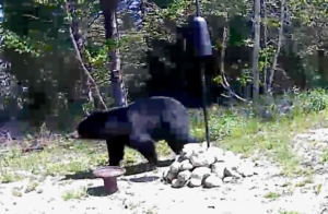 black bear visitor
