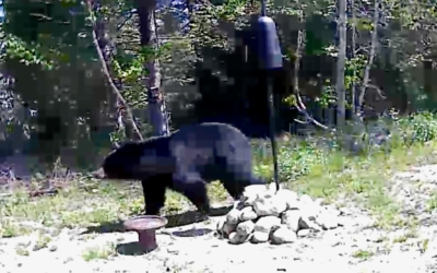 black bear visitor