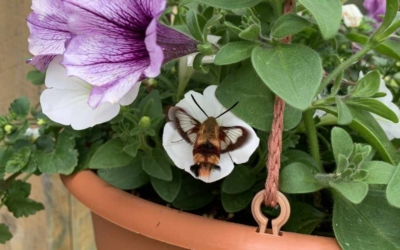 Clearwing Moth