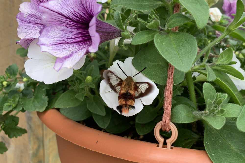 Hummingbird Moth Visitor – Video
