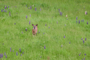 deer in the lupines