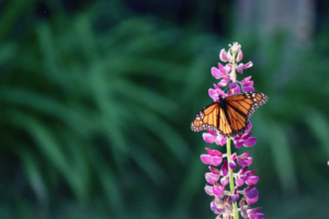 Monarch Butterfly