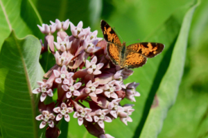 butterfly on milkweed