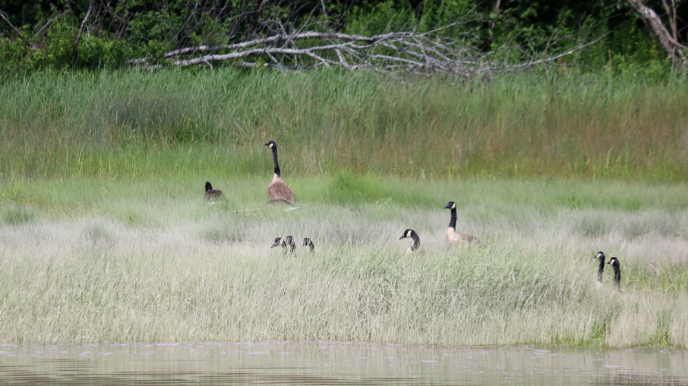 Wild Geese on the River
