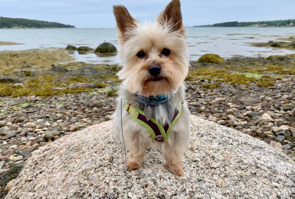 Gidget’s Grand Adventure: Pigeon Hill Shore Trail