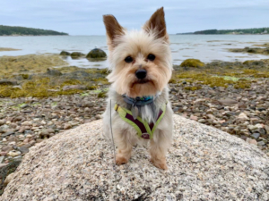 Gidget on the Pigeon Hill Shore Trail