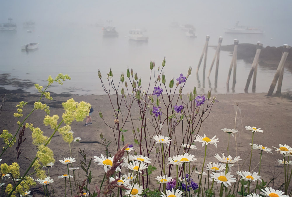 Cutler Harbor in the Fog