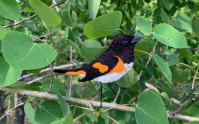 The Lively American Redstart