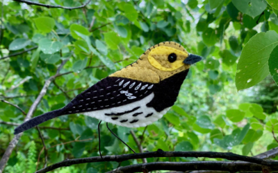 The Whistling Black-throated Green Warbler