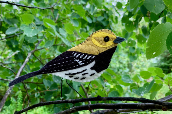 Black-throated Green Warbler Pattern