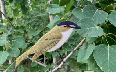 The Singing Red-eyed Vireo