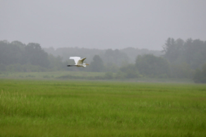 Great Egret in Flight