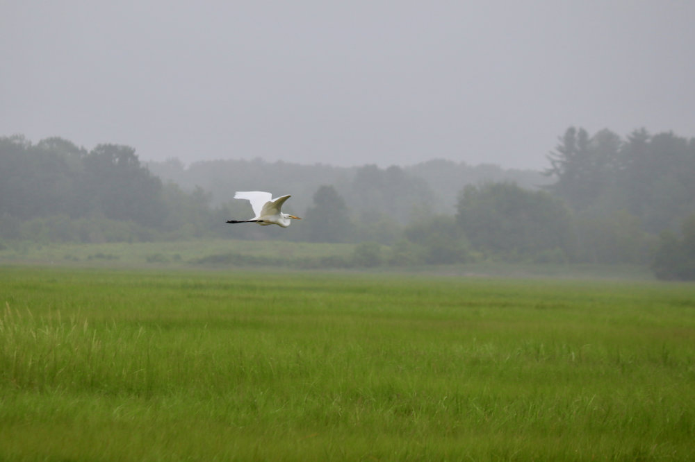 Scarborough Marsh