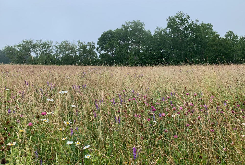 A Wander at Old Farm Point