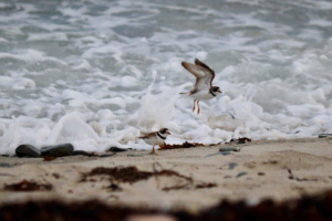 Common Ringed Plovers in Maine