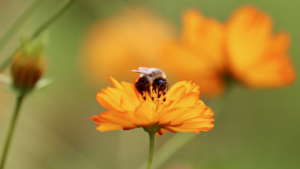 bumble bee on orange flower