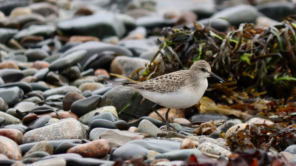 August Shorebirds