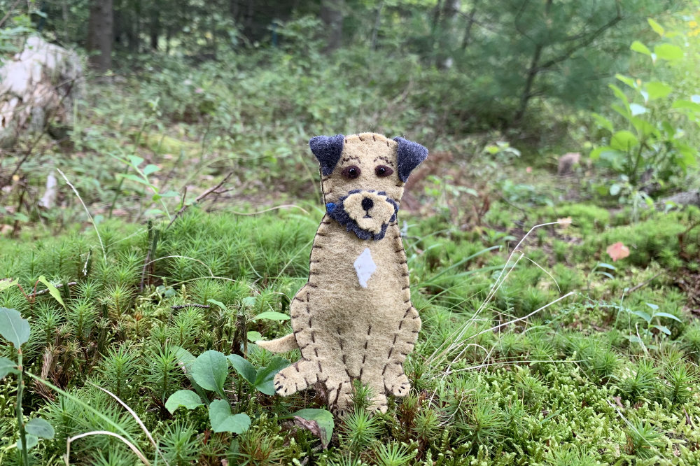 The Boundless Border Terrier