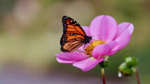 Monarch at Coastal Maine Botanical Gardens