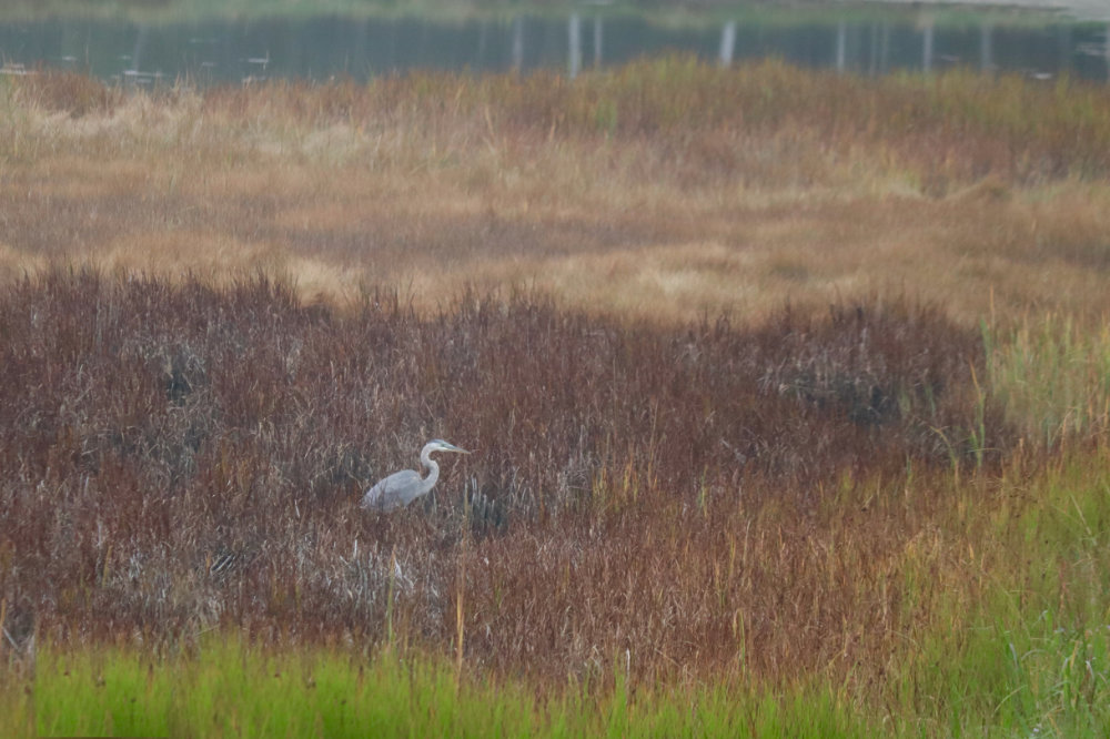 Shorebirds In A Fading Landscape