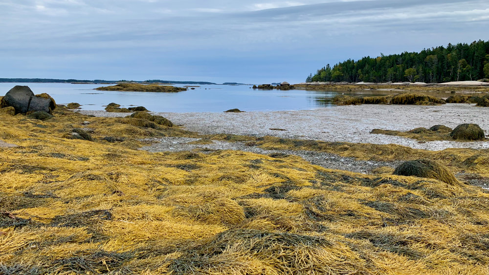 low tide on beals