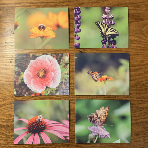 blank pollinator note cards